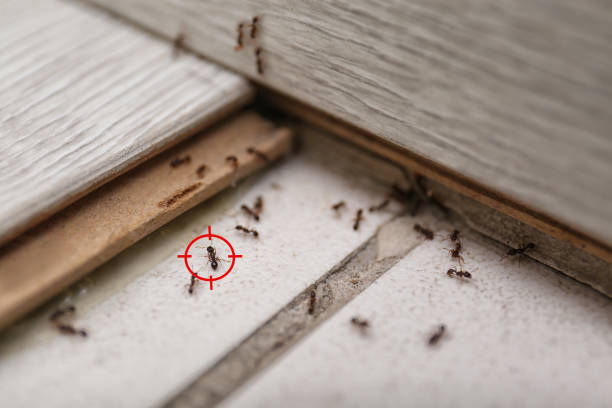 Best Cockroach Control Services  in Roseville, OH