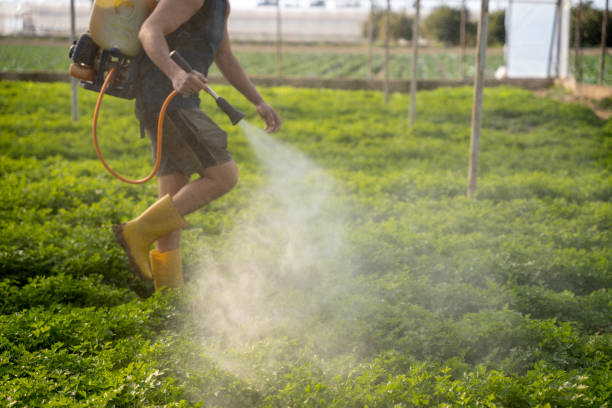 Best Local Pest Control Services  in Roseville, OH