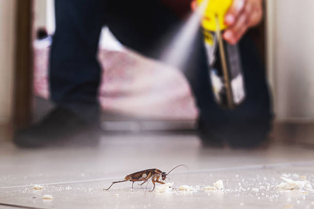 Best Spider Control Near Me  in Roseville, OH